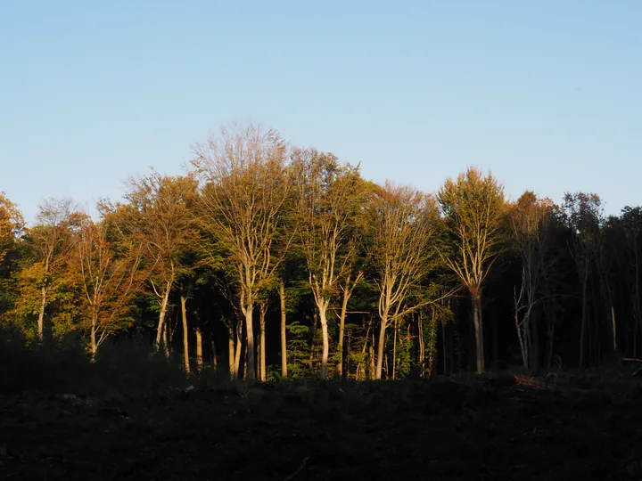 Vagevuurbos an Lippensgoed-Bulskampveld (Belgium)